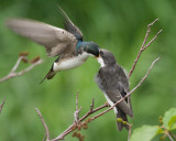 Tree Swallows