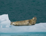 Harbor Seal