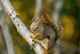 Red Squirrel