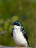 Tree Swallow