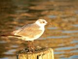 Gull at Dusk