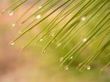 Dew Drops