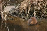 Muskrat