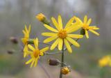 Blooming Ragwort