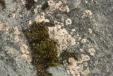 Bullseye lichen