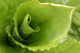 Artful cabbage