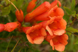 Trumpet vine