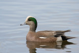 American Widgeon - Westchester Lagoon