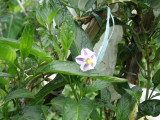 Farm & Village at Cisarua - melon flower