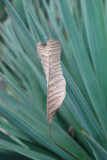Bogor Botanical Gardens - sharp leaf to spear another leaf