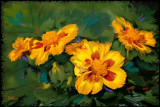 French Marigold in Oil