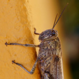 Giant grasshopper