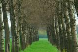 A look through trees