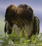 Preening