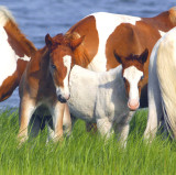 Pair of Foals