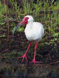 White Ibis 2