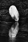 Egret Reflection.jpg