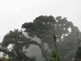 Up into the cloud forest...