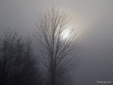 A FABULOUS WINTER FOG RISE !