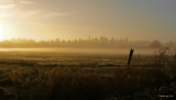 A LONELY FENCE POST (IN A FOGGY SUNRISE)