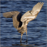CRW_5237b.jpg