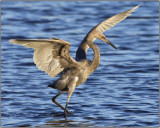 CRW_5267b.jpg