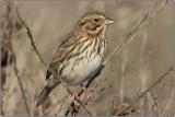 Savannah Sparrow