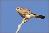 American Kestrel