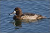 Lesser Scaup