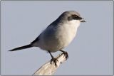 Loggerhead Shrike