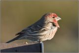 House Finch