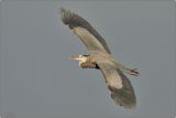 CRW_2725.jpg