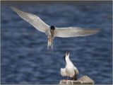 CRW_4928.jpg