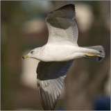 CRW_8915.jpg