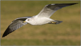 CRW_8986.jpg