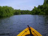 Mangroves