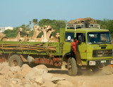Djibouti  536.jpg