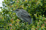 Young Heron