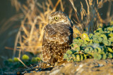 Burrowing Owl