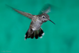 Female Annas Hummingbird