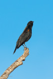 Stretching Blackbird
