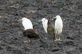 Egrets and Ibis