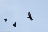 Golden Eagle and Crows