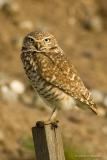 Owl with Attitude