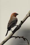 Purple Finch