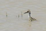 Baby Black-necked Stilt