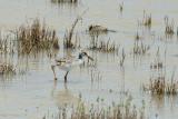 Black-necked Stilt