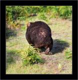 Wombat 2, Narawntapu NP