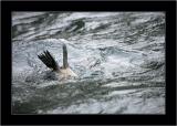 Seal 2, Bruny NP