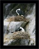 Cormorants Nests, Bruny NP
